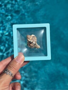 Apple Murex Shell Specimen – Sanibel Island, Floating 3D Display Case